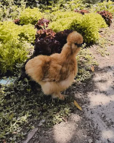A fluffy golden silkie chicken standing on a garden path among leafy plants